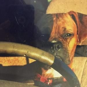 Meet your Posher, Hector